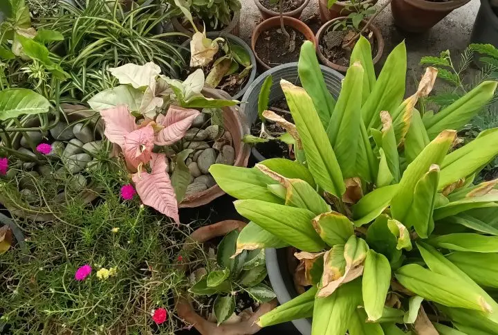 Cómo detectar plantas enfermas y cuáles son las enfermedades más comunes