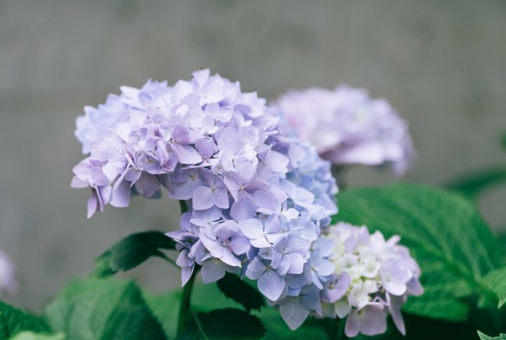 Cómo secar hortensias para conservar su belleza eternamente