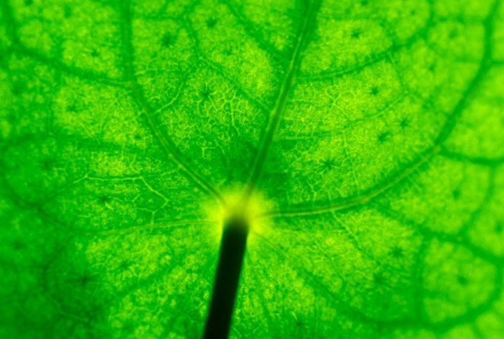 ¿Qué es la fotosíntesis? El proceso esencial de las plantas para la vida