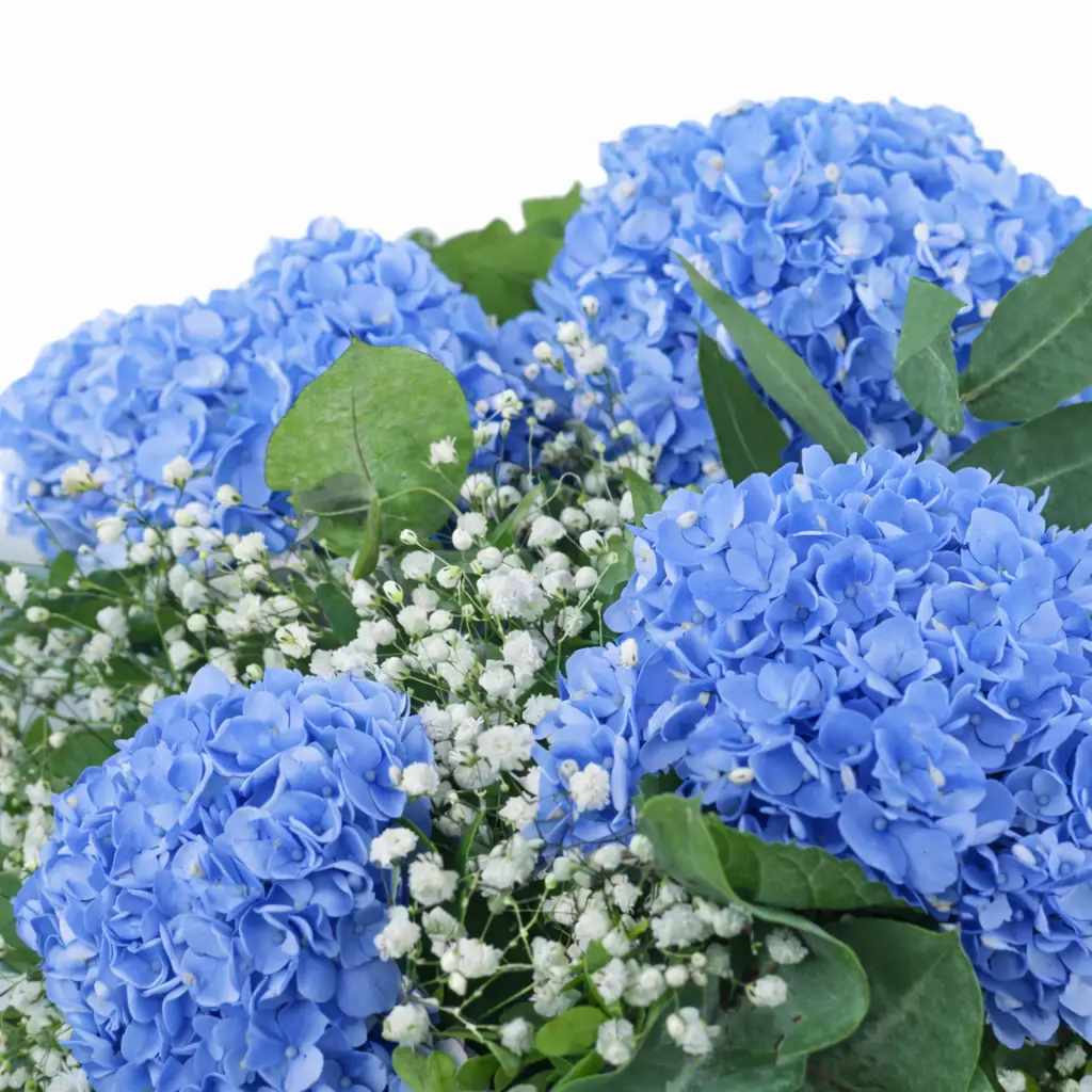 Ramo de hortensias azules con paniculata y verdes eucalipto 2 Ramo de hortensias azules con paniculata y verdes eucalipto 2