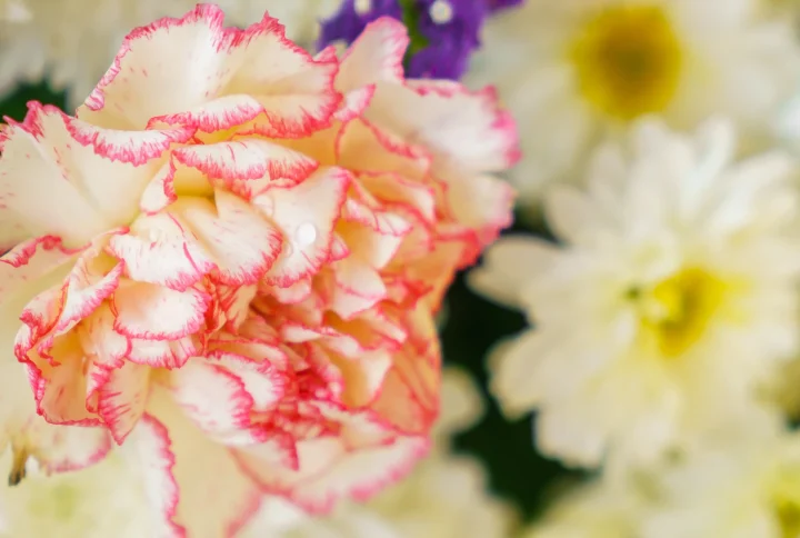 Flores típicas de Todos los Santos: cuáles elegir para recordar a nuestros seres queridos