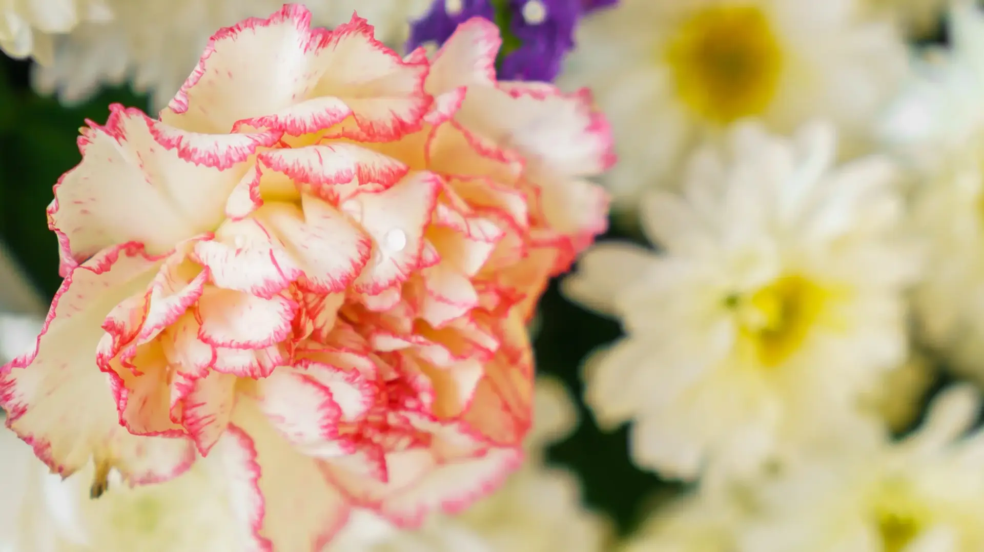 Flores típicas de Todos los Santos con crisantemos, claveles y rosas