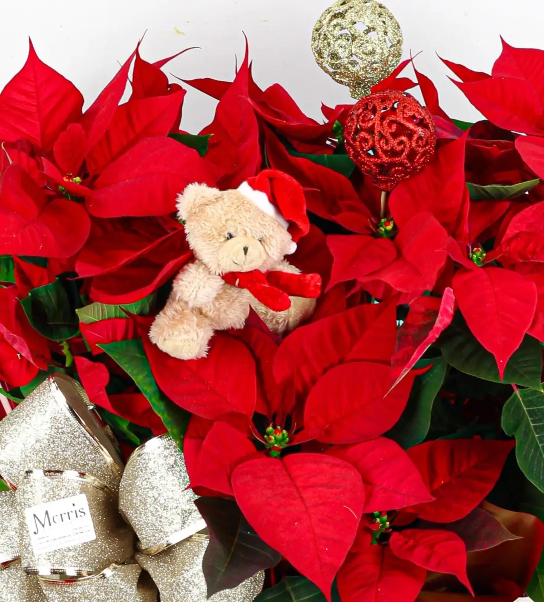 caja de plantas de poinsettia navidad pascua 1 caja de plantas de poinsettia navidad pascua 1