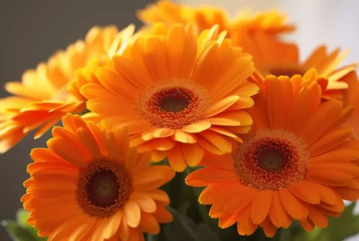 Características de las gerberas y cómo cuidarlas