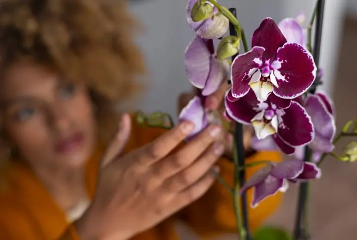 Cómo Podar una Orquídea y en qué Momento Hacerlo