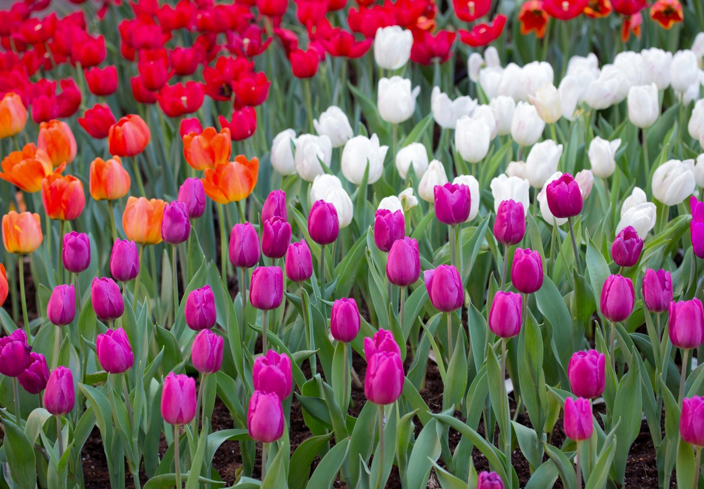 historia de los tulipanes