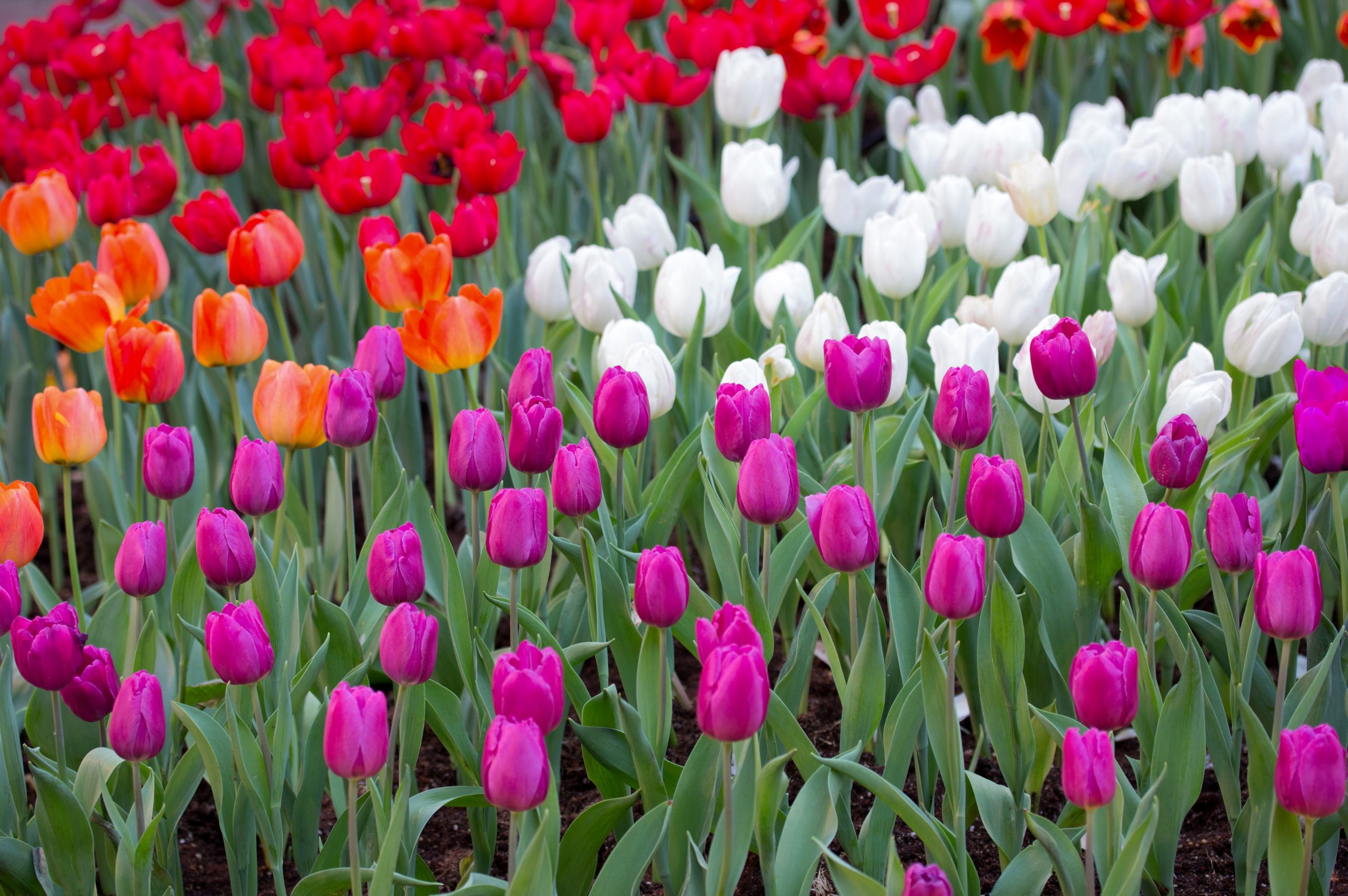 historia de los tulipanes