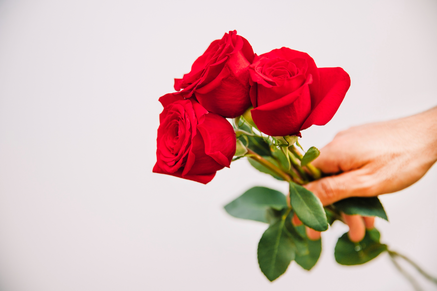 Cu les Son Las Mejores Flores Para San Valent n Florister a Morris