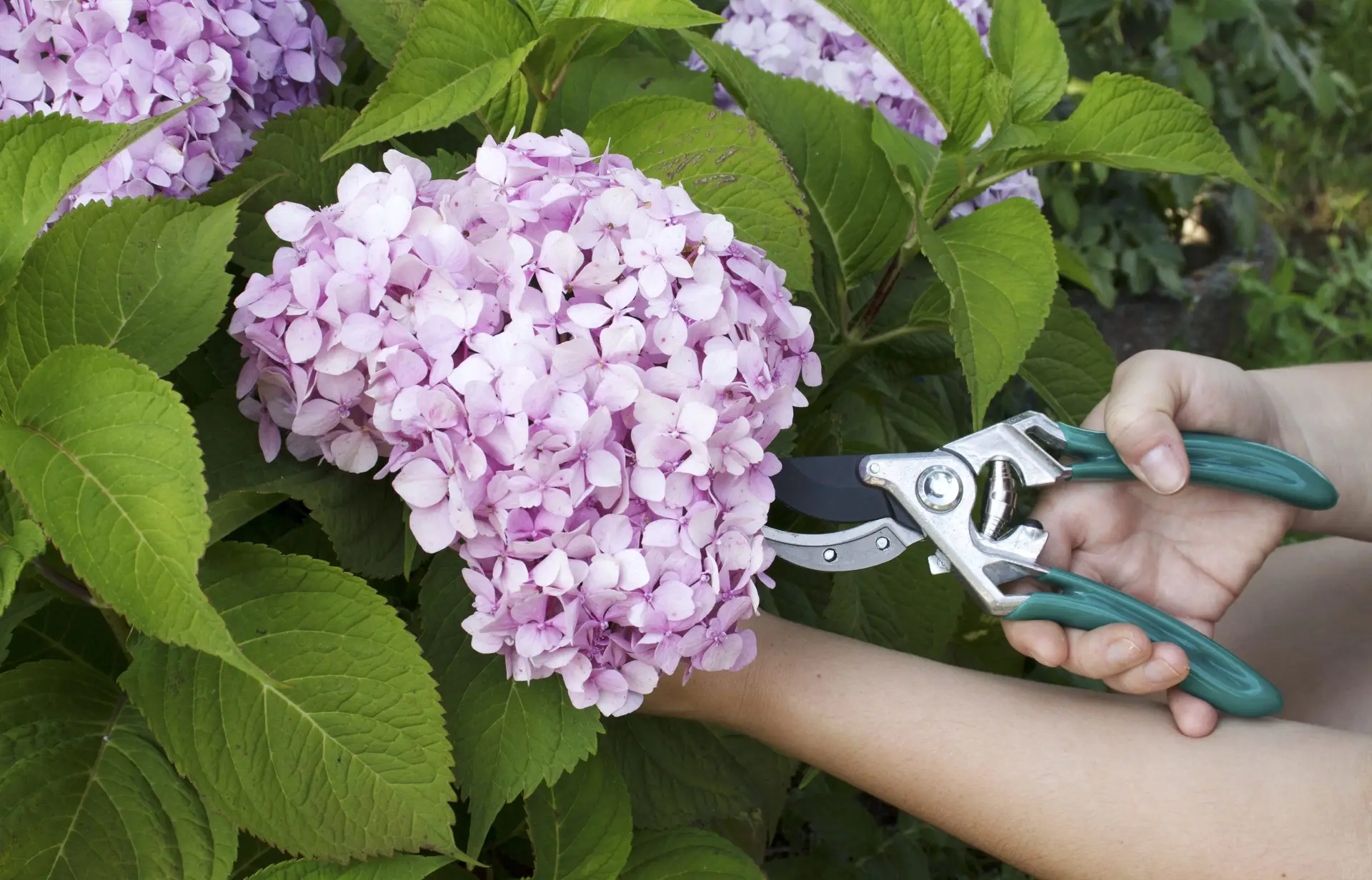 cuidados de las hortensias