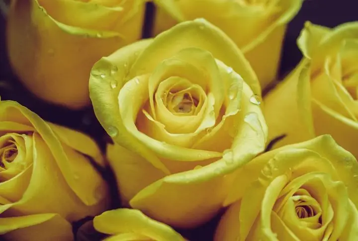 El momento apropiado para regalar rosas amarillas