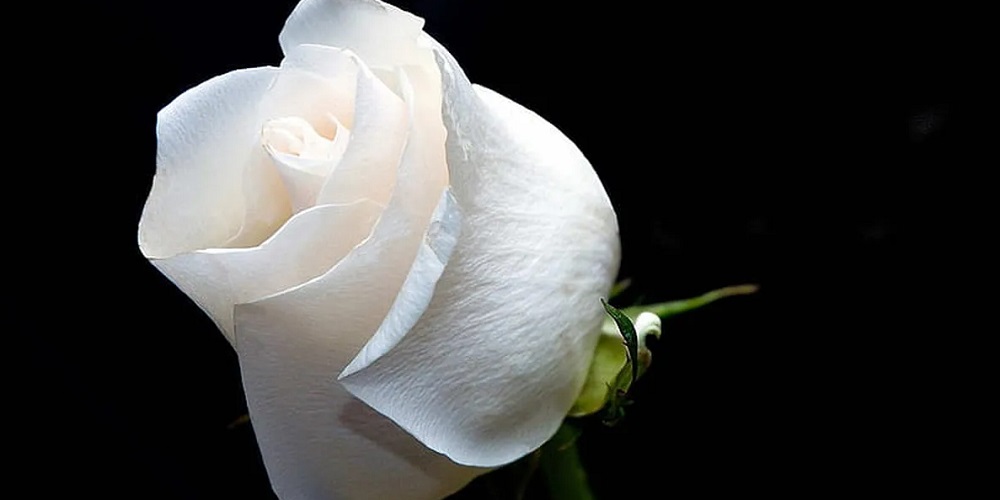 el-significado-de-regalar-rosas-blancas