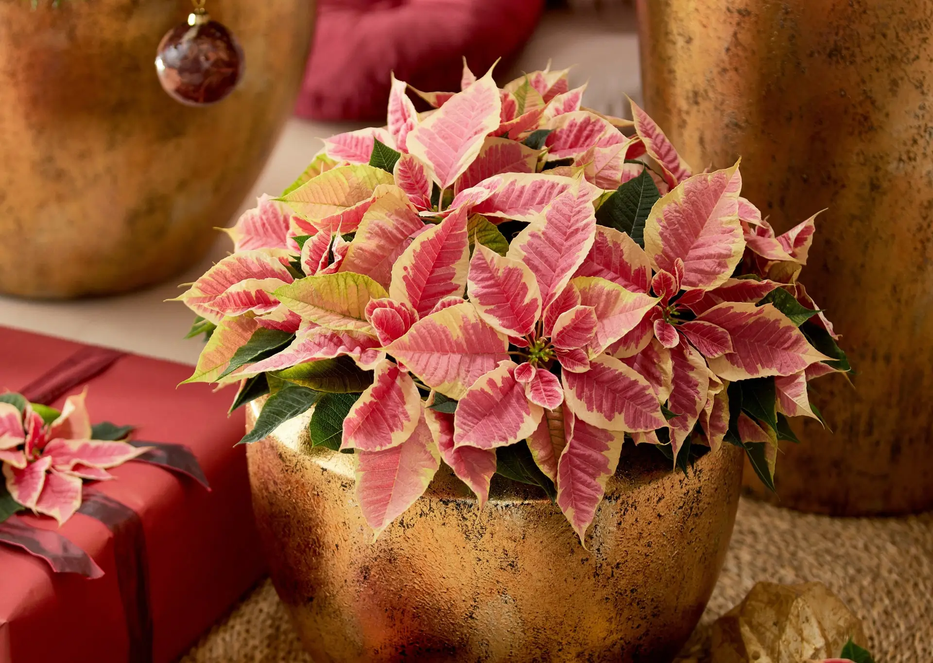 Flor de Pascua y Otras Flores de Navidad para Celebrar las Fiestas ...