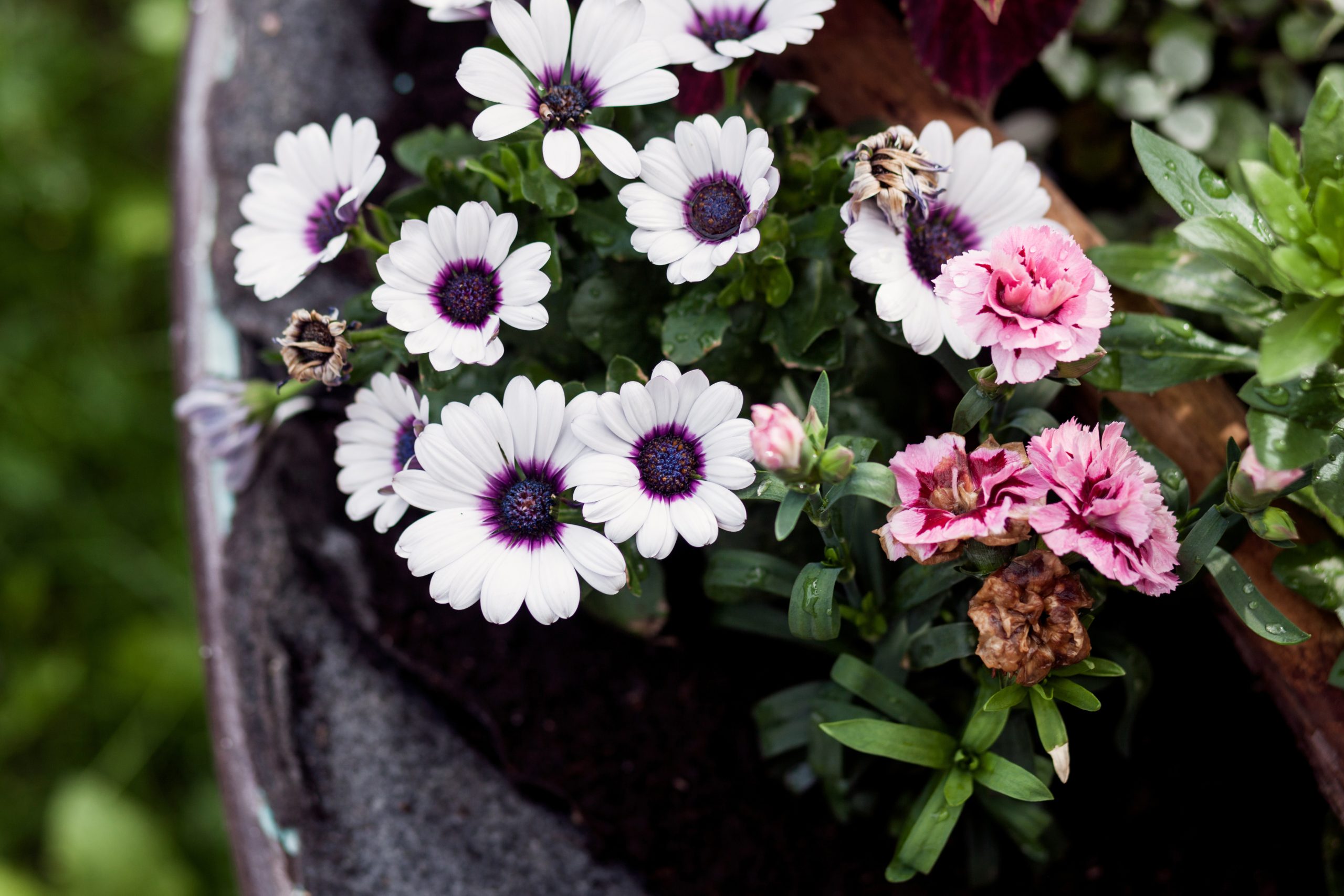 flores duraderas para cementerios