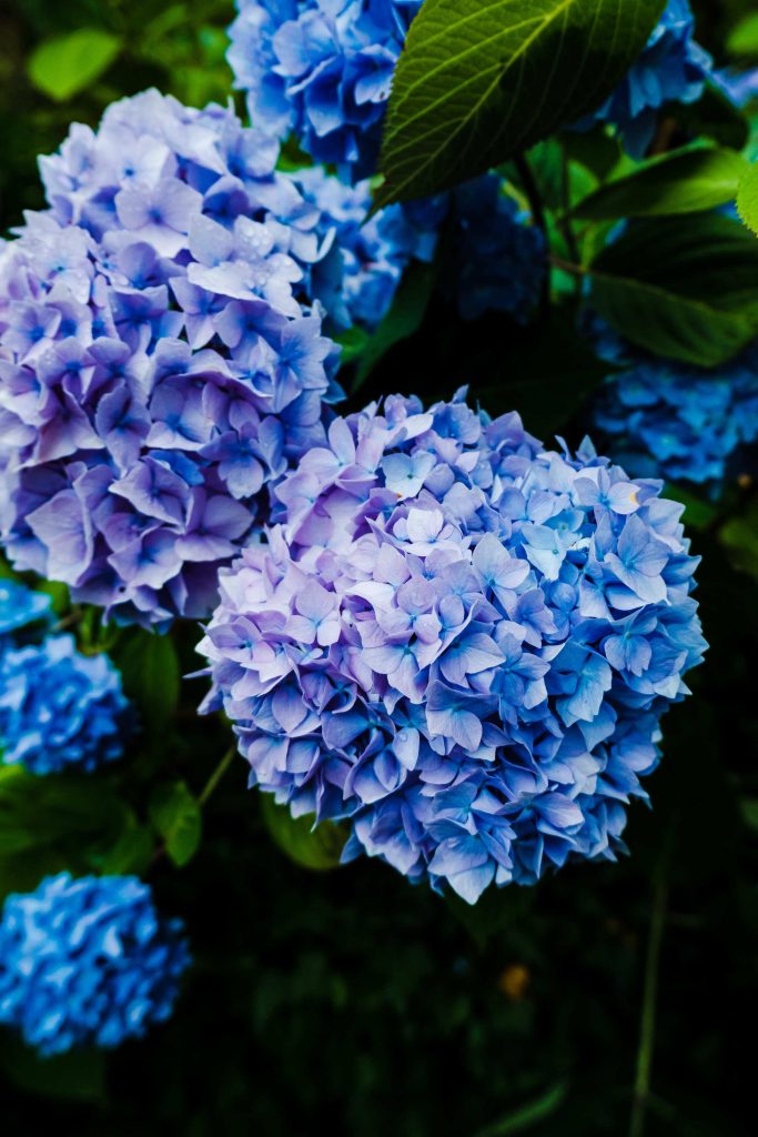 hortensias azules precio