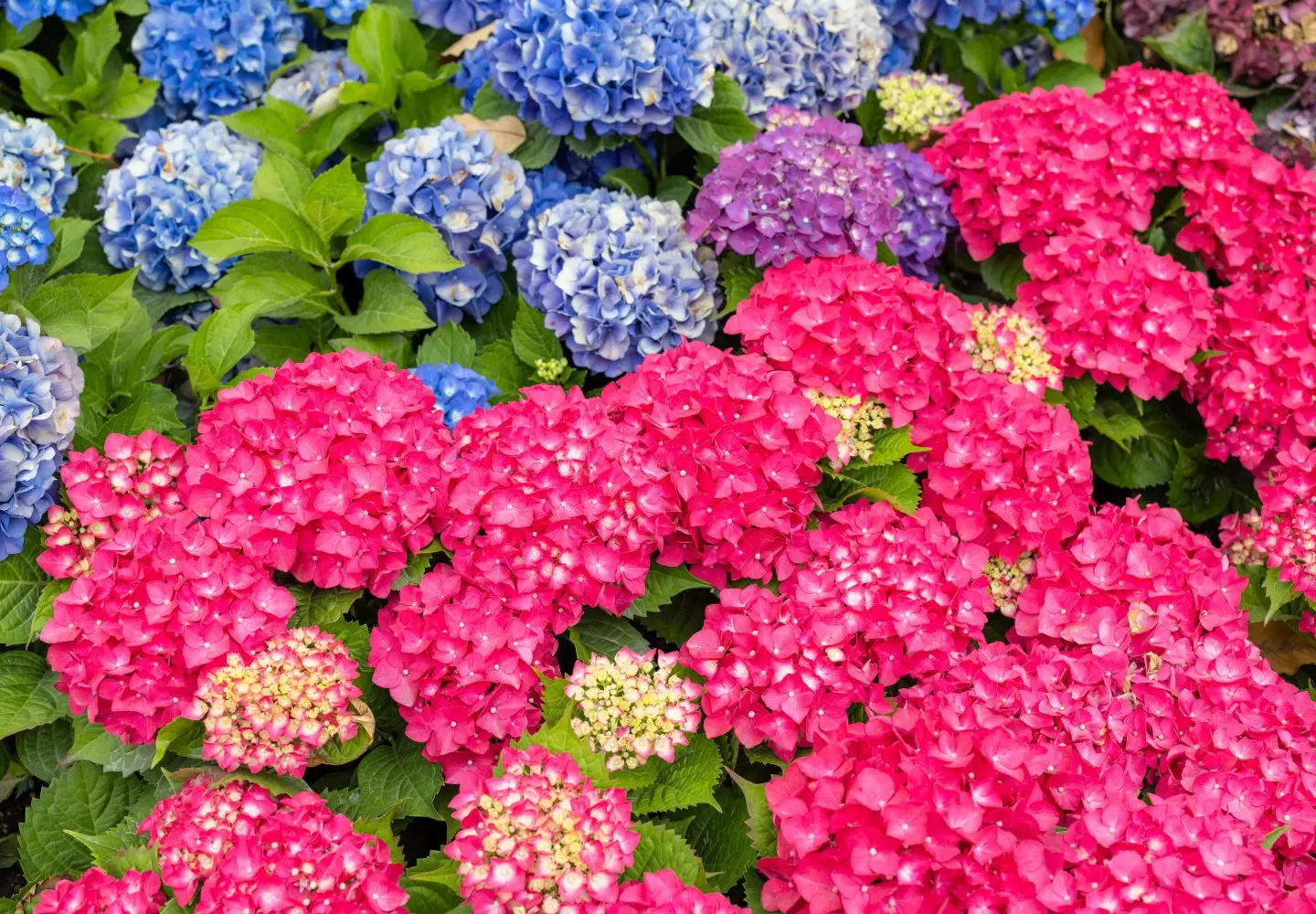 hortensia y su significado