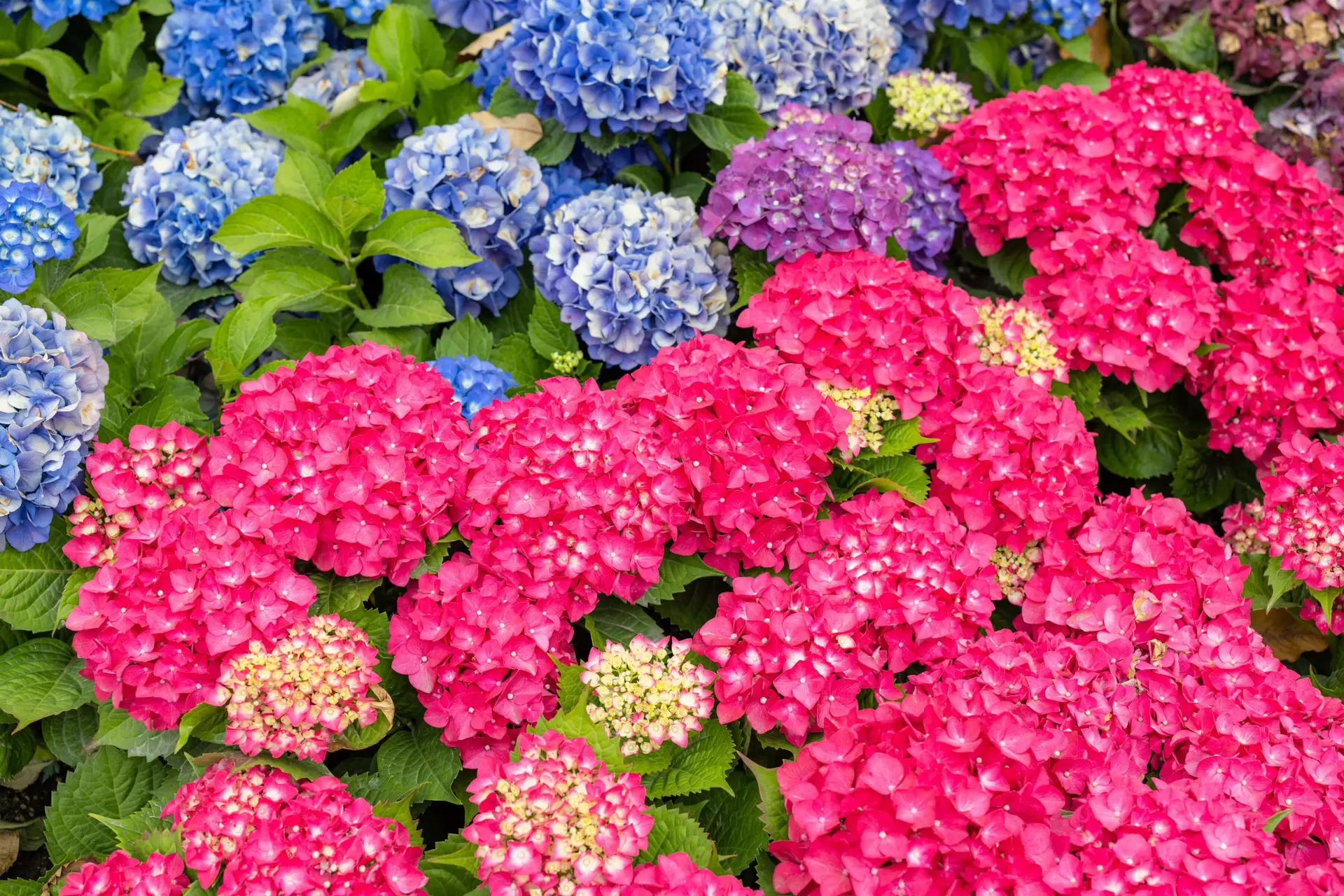 hortensia y su significado