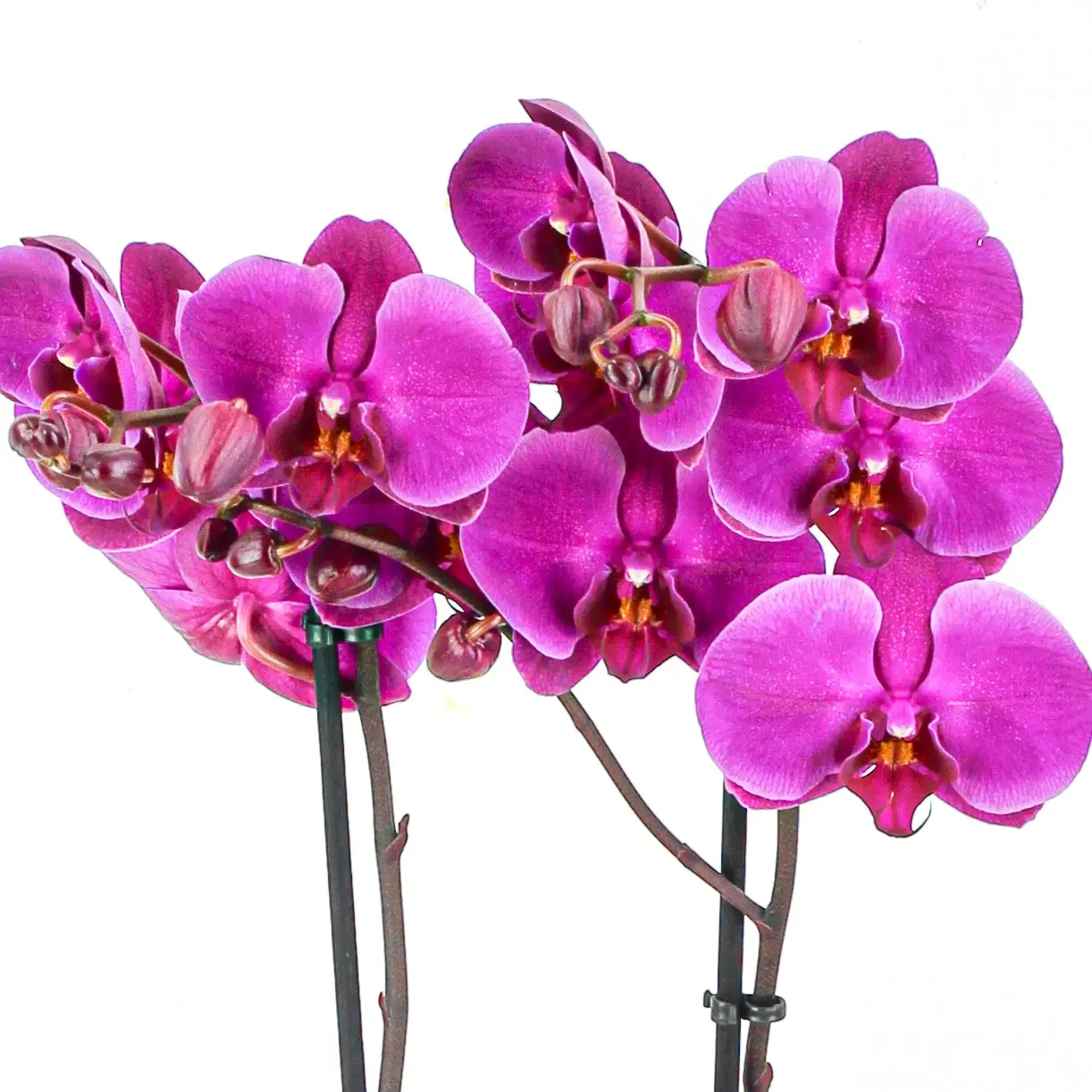orquidea phalaenopsis fucsia magenta planta 2 orquidea phalaenopsis fucsia magenta planta 2