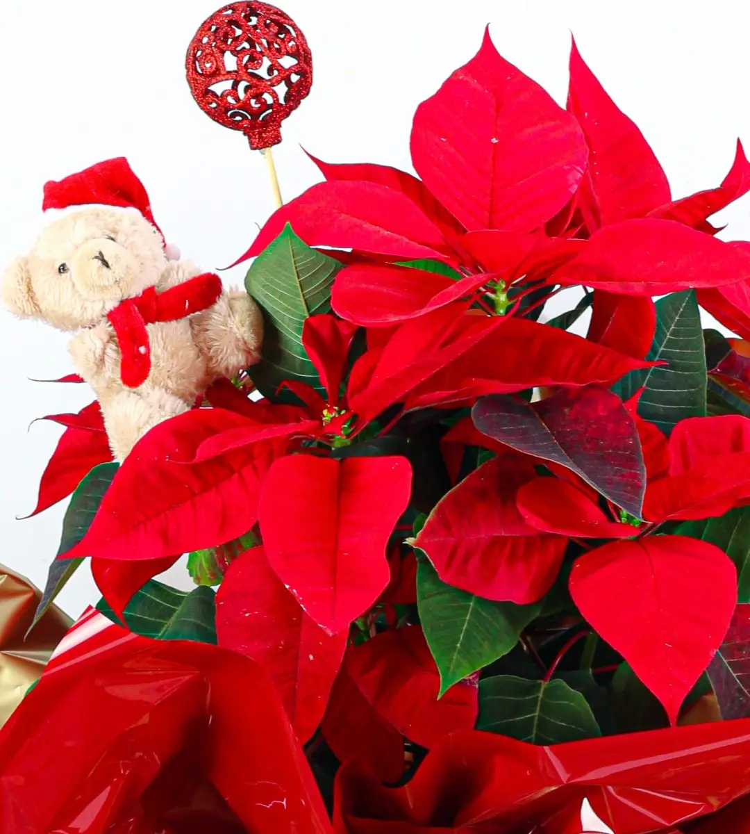 planta poinsettia pascua navidad 3 planta poinsettia pascua navidad 3