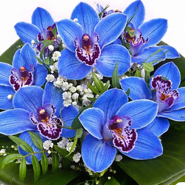 ramo de orquideas cymbidium azules 4 ramo de orquideas cymbidium azules 4