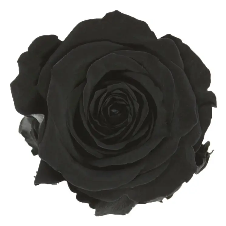 rosa liofilizada negra 50 cm 1 rosa liofilizada negra 50 cm 1