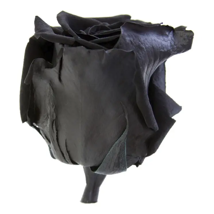 rosa liofilizada negra 50 cm 2 rosa liofilizada negra 50 cm 2