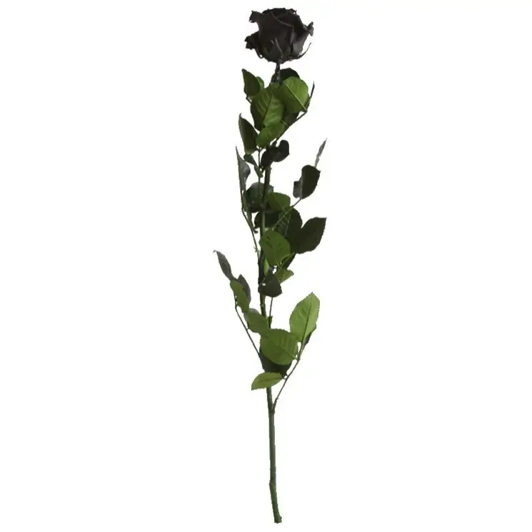 rosa liofilizada negra 50 cm 3 rosa liofilizada negra 50 cm 3