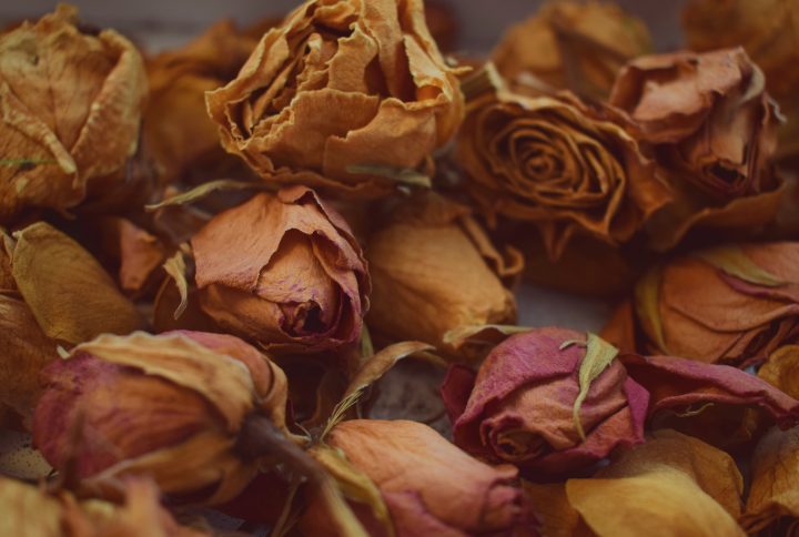 Secar una rosa: cómo conservar su belleza en el tiempo